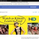 Americankitten.com Trial Discount